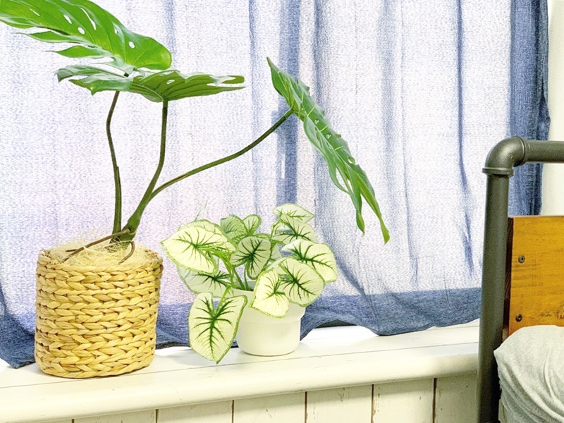 しろいカラジウム