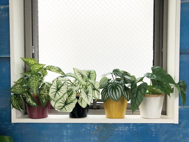 しろいカラジウム