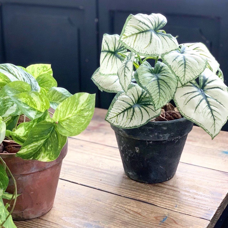 しろいカラジウム