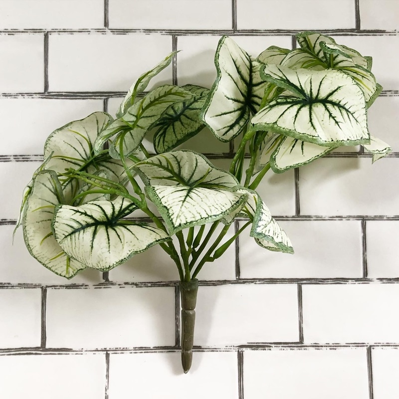 しろいカラジウム