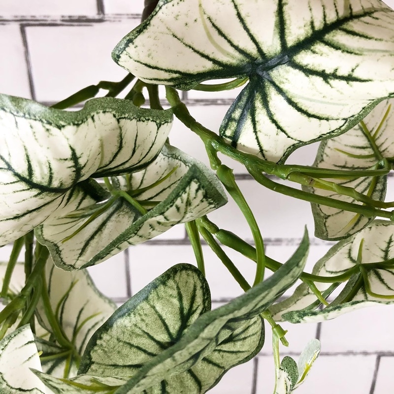 しろいカラジウム