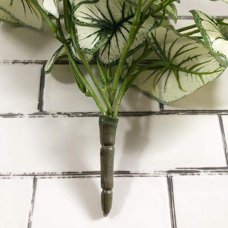 しろいカラジウム