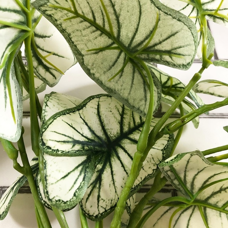 しろいカラジウム