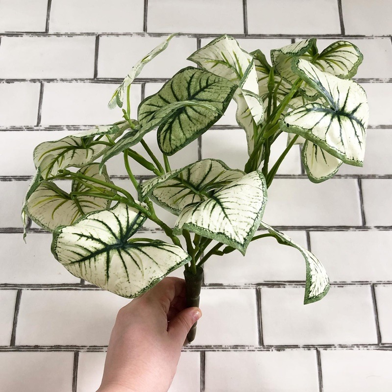 しろいカラジウム