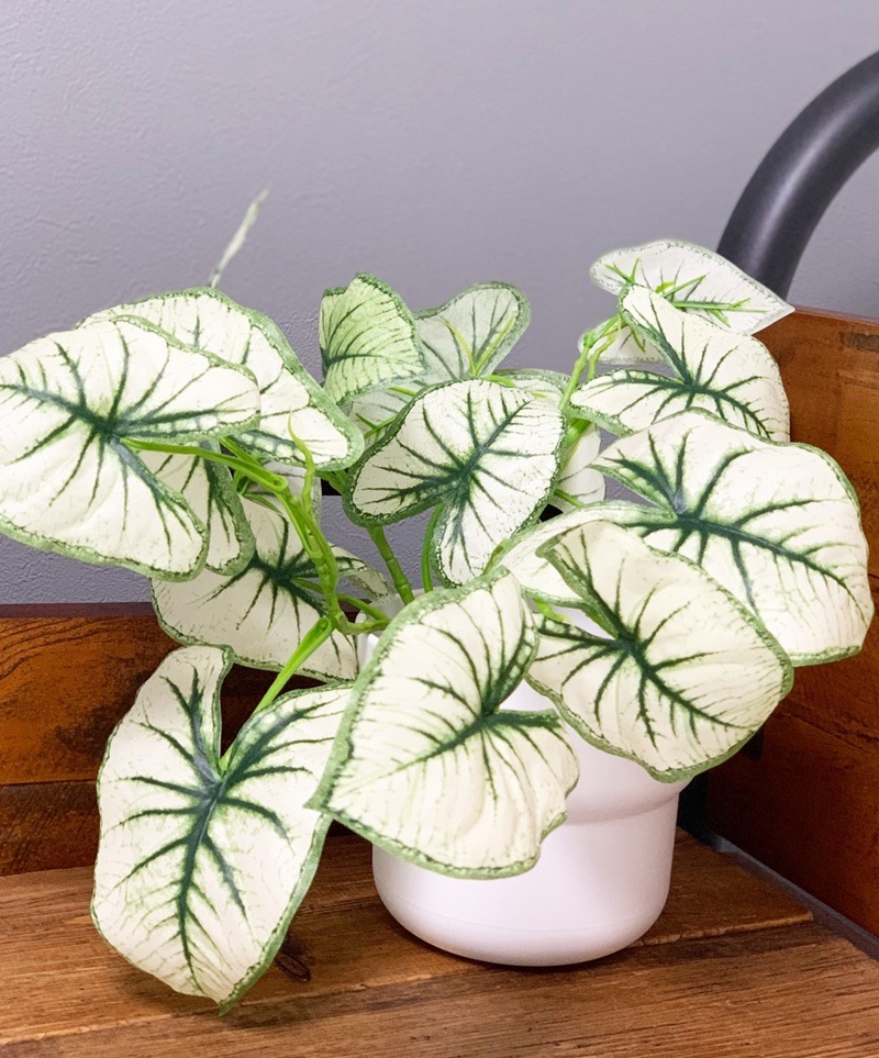 しろいカラジウム