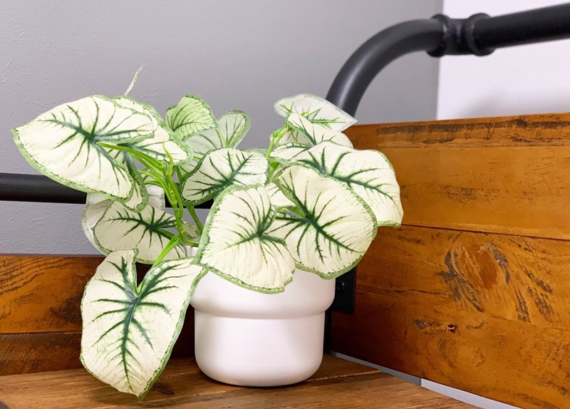 しろいカラジウム