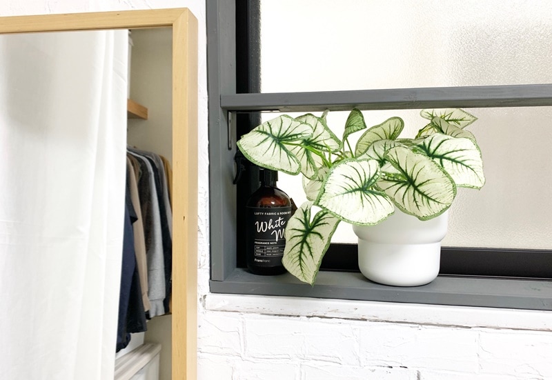 しろいカラジウム