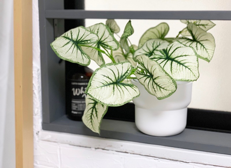 しろいカラジウム