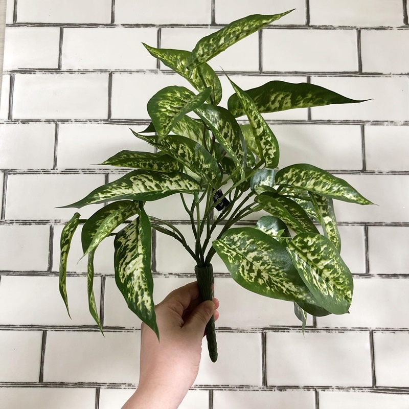 ディフェンバキア