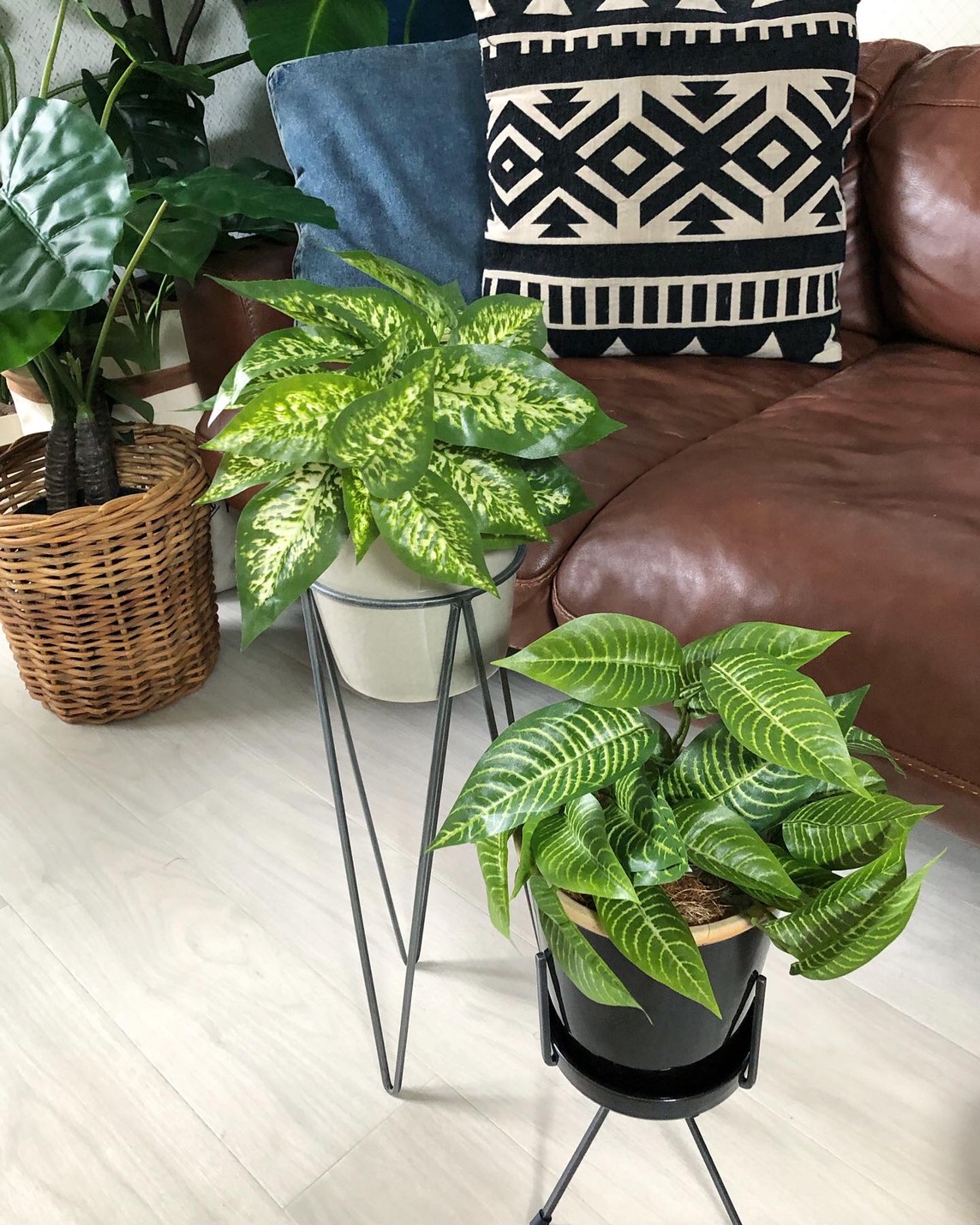 ディフェンバキア