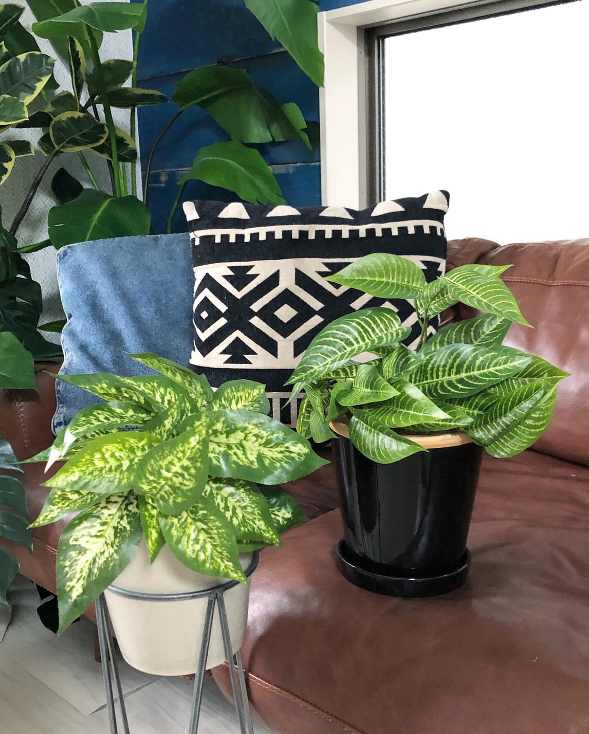 ディフェンバキア