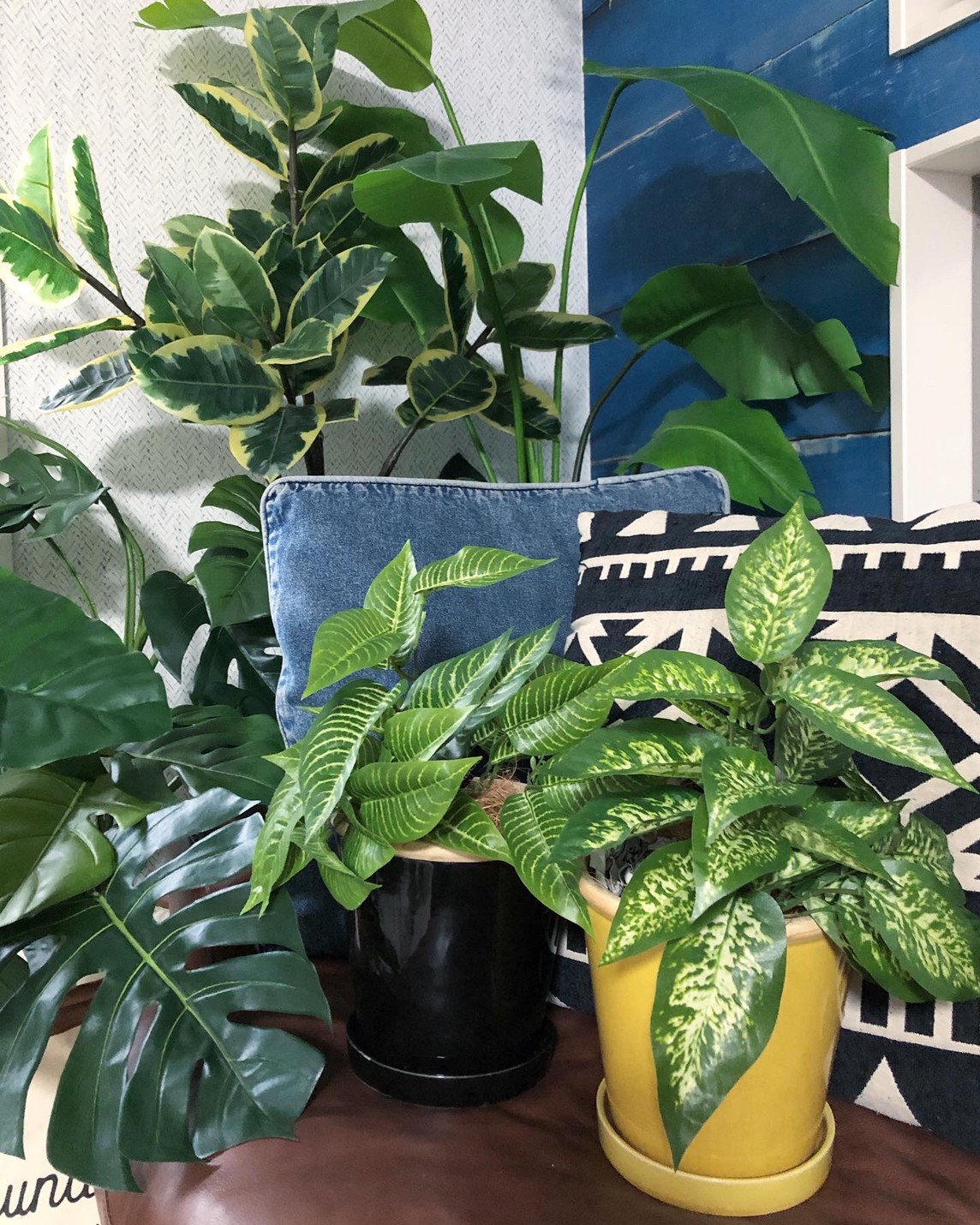 ディフェンバキア