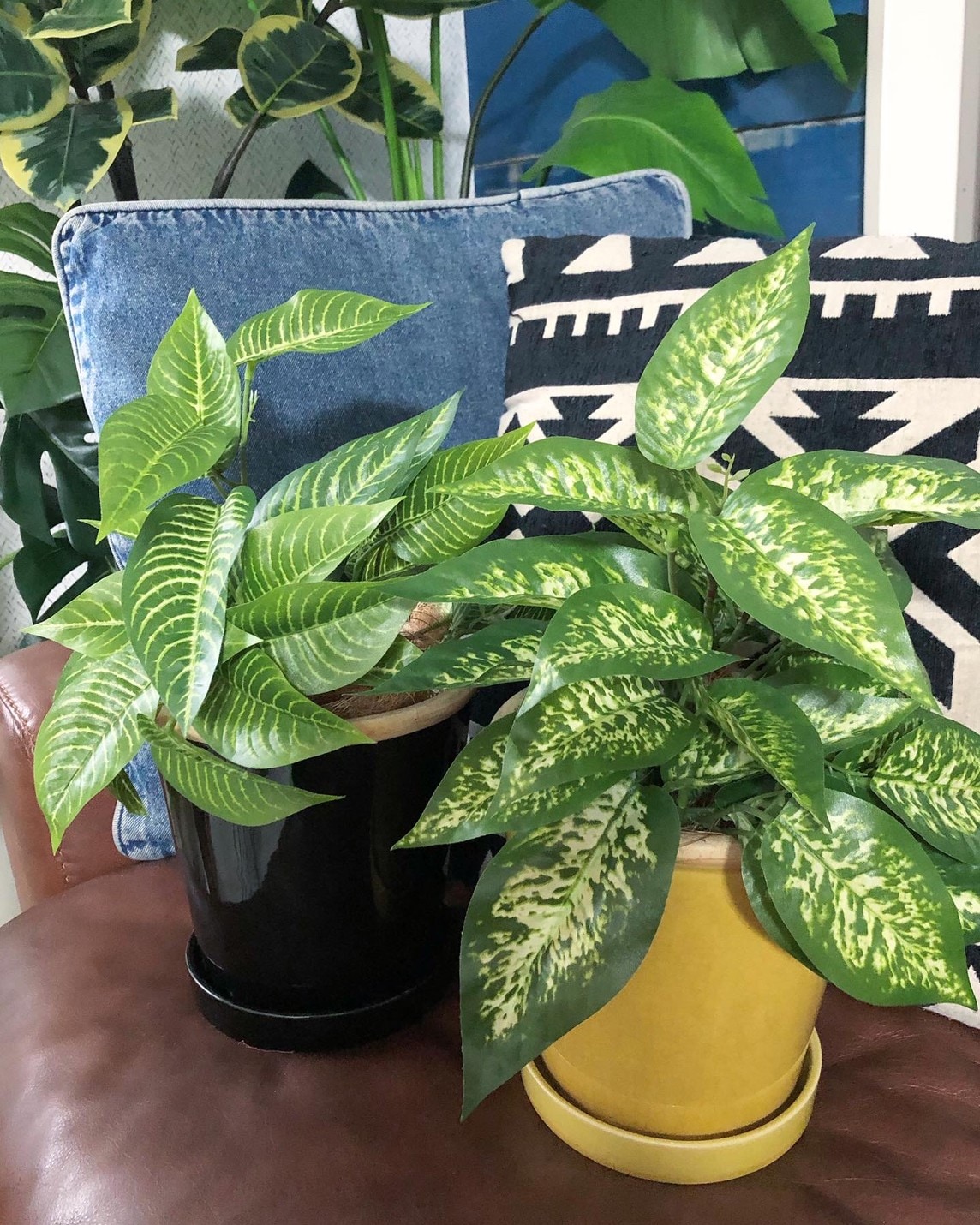 ディフェンバキア