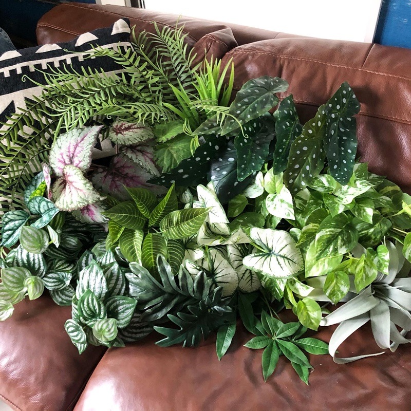 ディフェンバキア