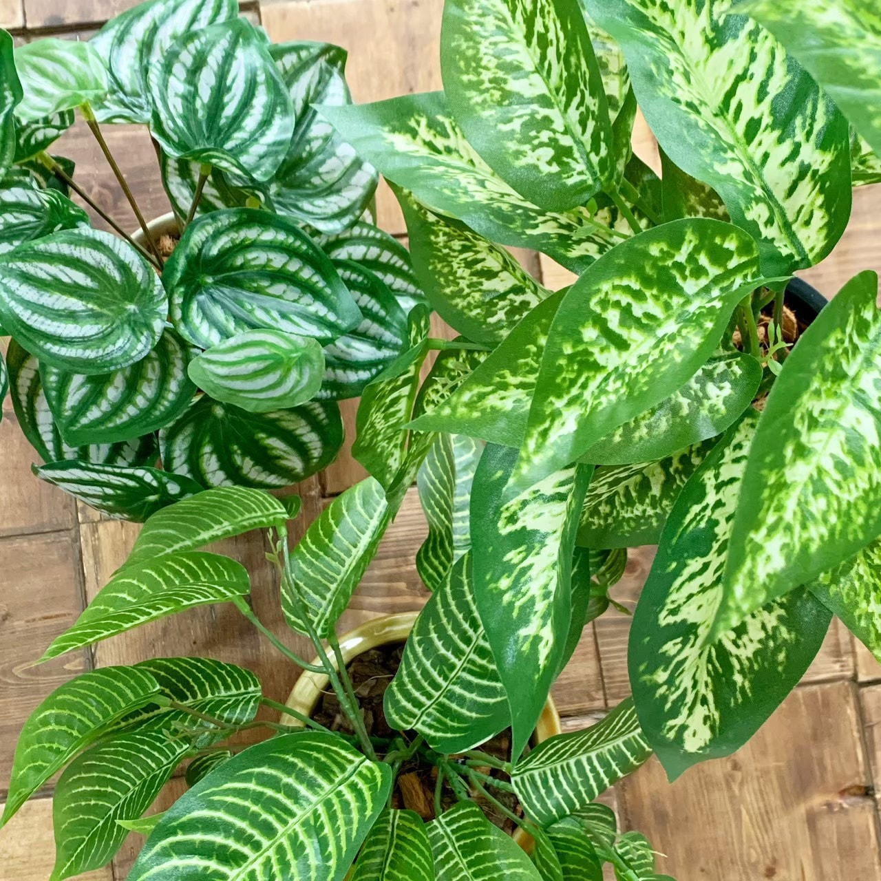 ディフェンバキア