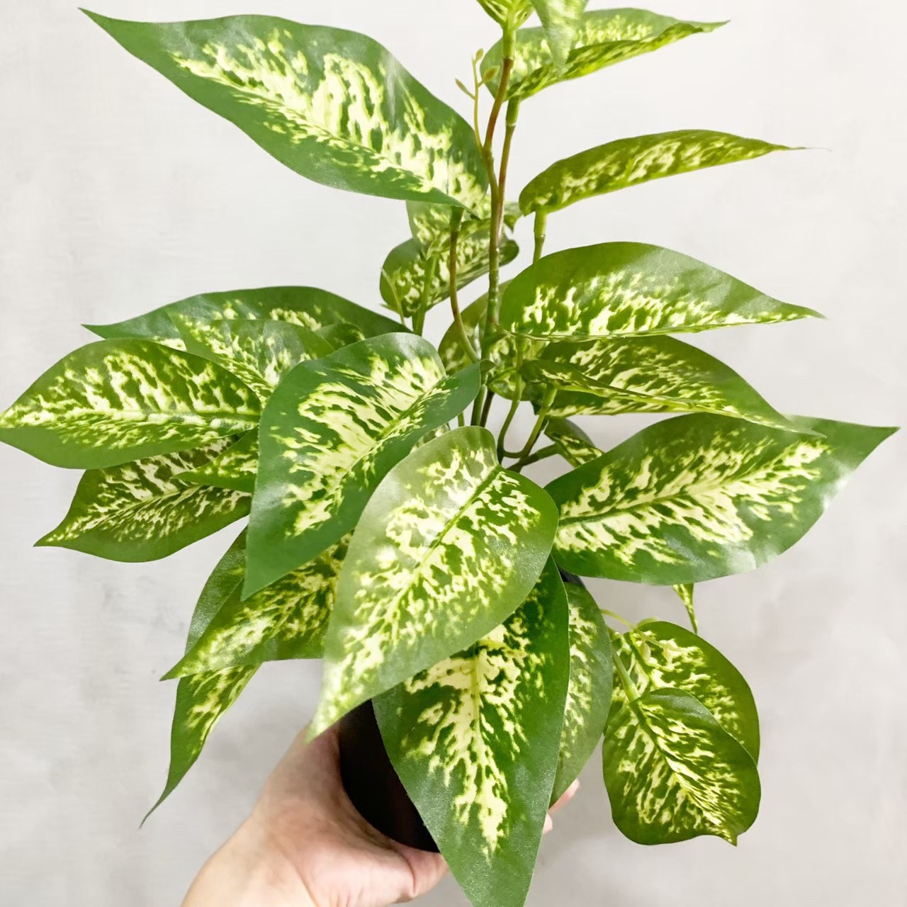 ディフェンバキア