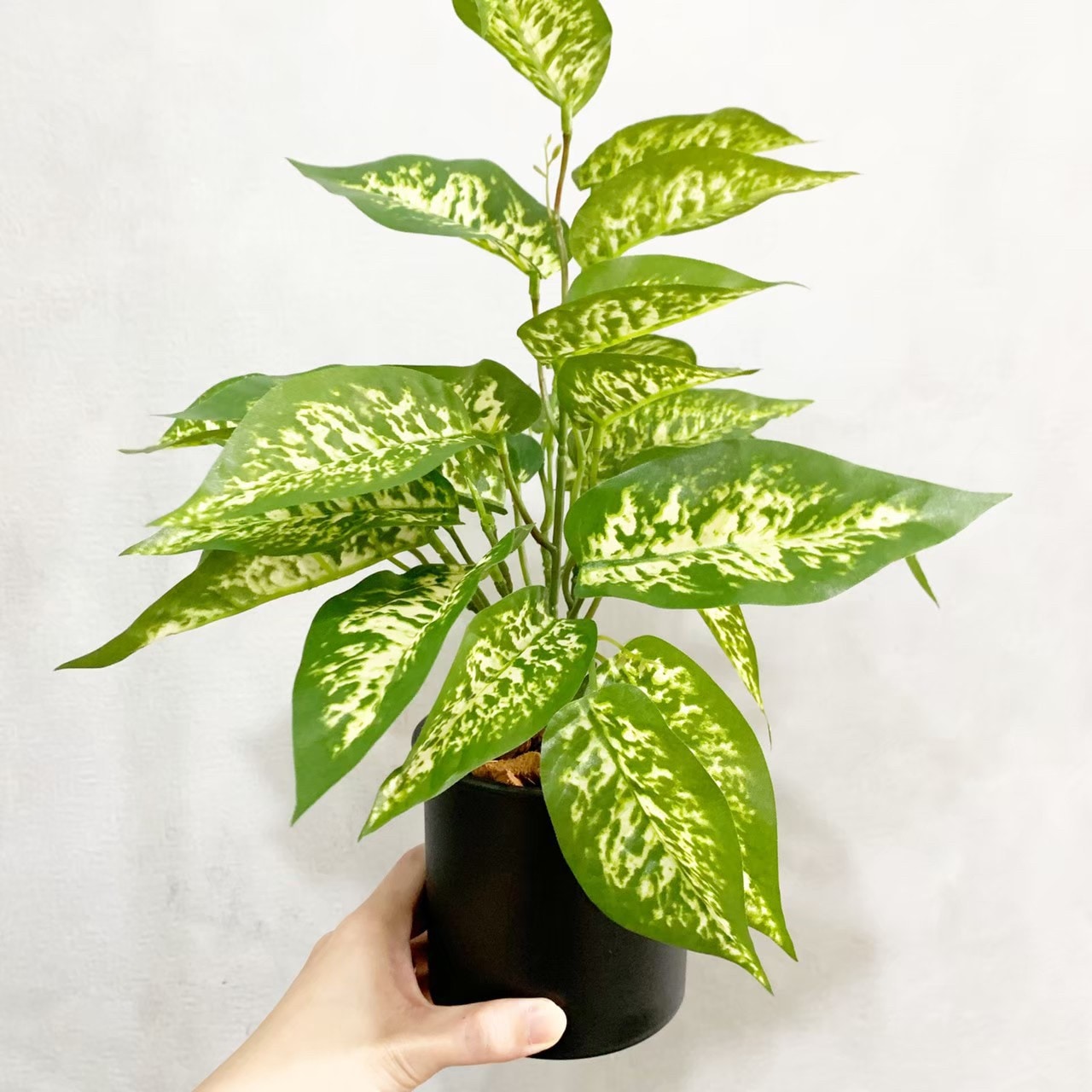 ディフェンバキア