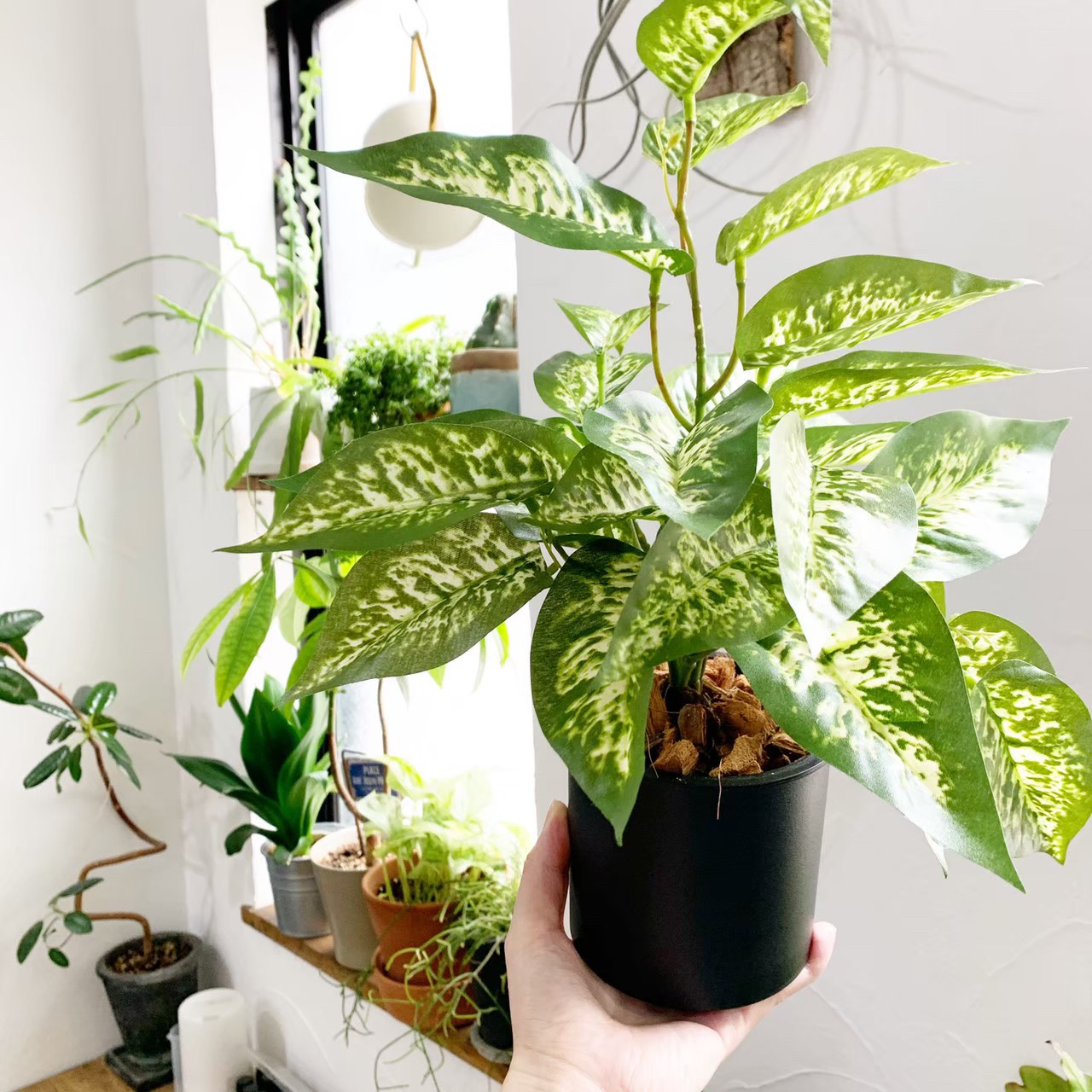 ディフェンバキア