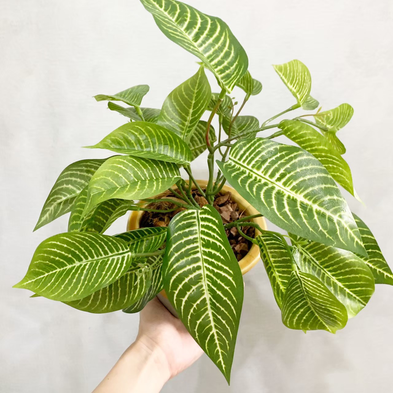 ディフェンバキア