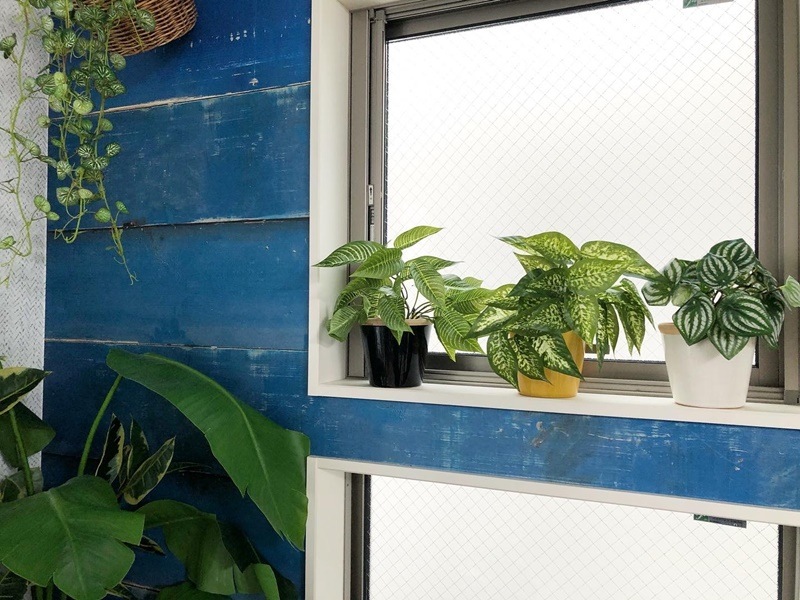 ディフェンバキア