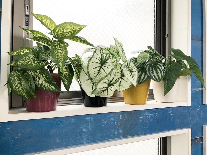 ディフェンバキア