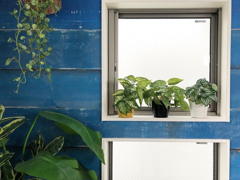 ディフェンバキア