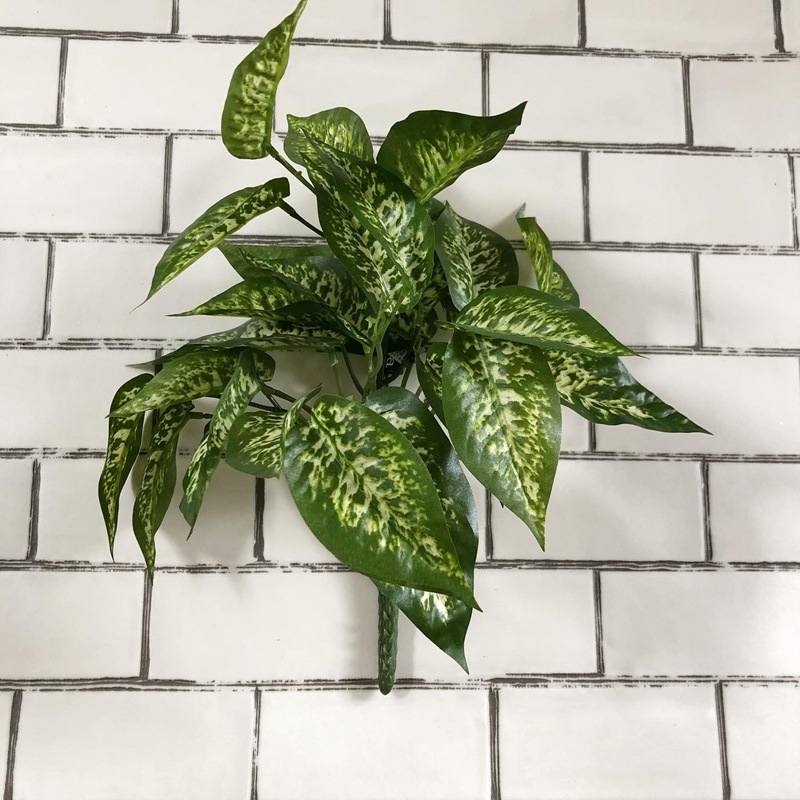 ディフェンバキア