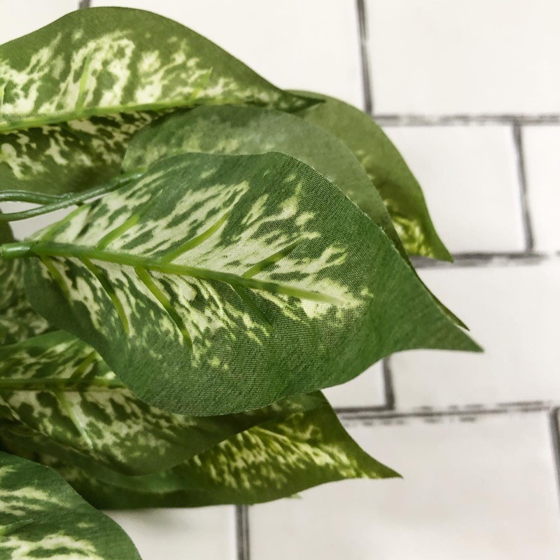 ディフェンバキア