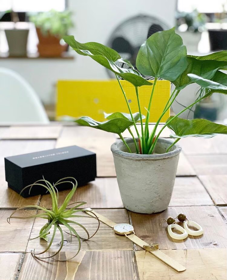 フレッシュティランジア(フロストグリーン)