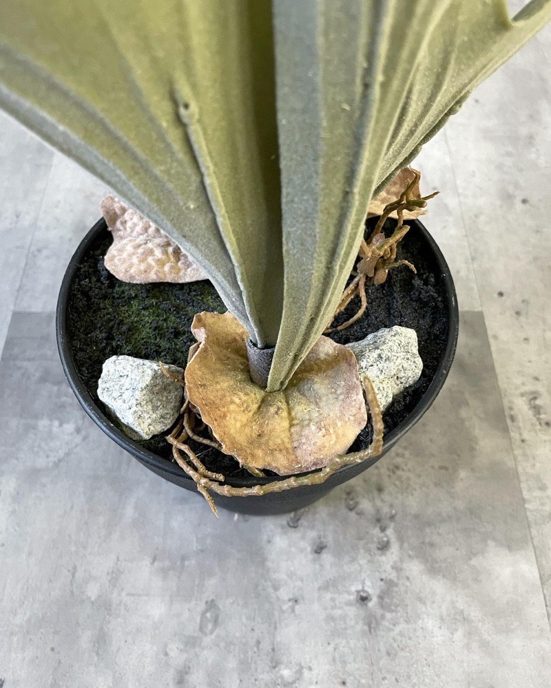 ̵ȭꥳ