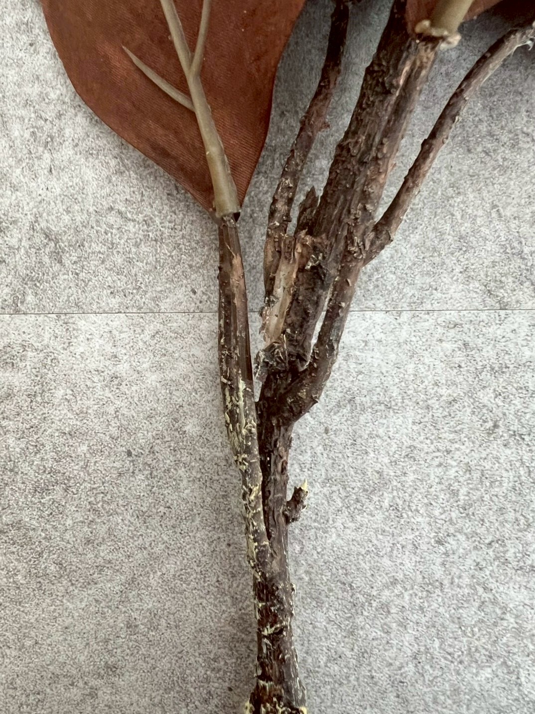 大人っぽプロテア