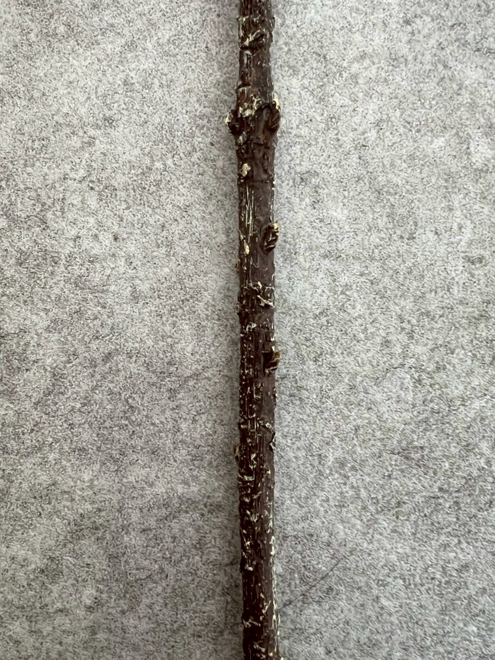 大人っぽプロテア