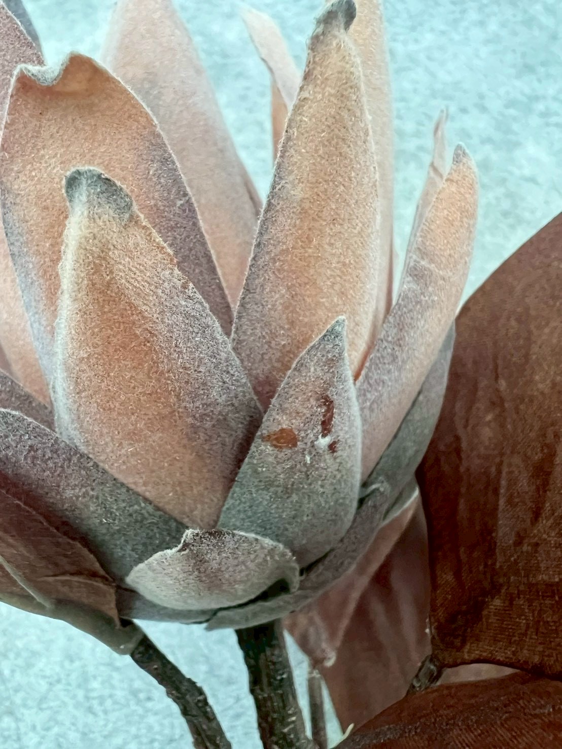 大人っぽプロテア