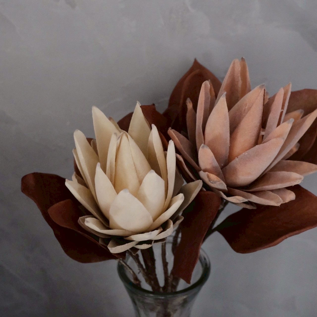 大人っぽプロテア