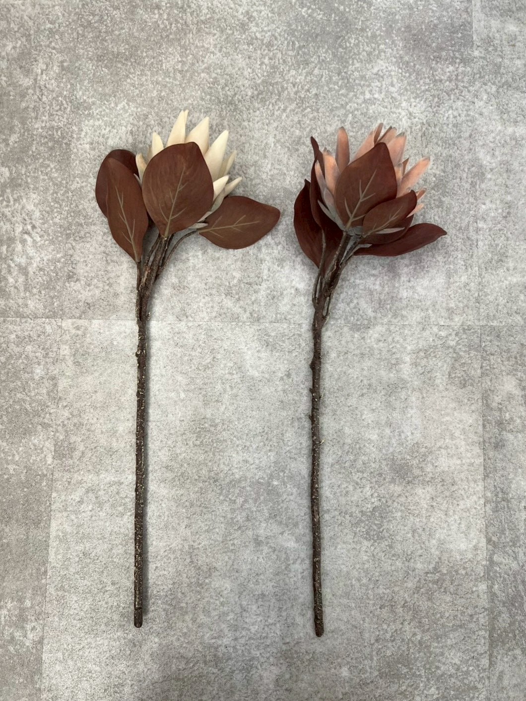 大人っぽプロテア