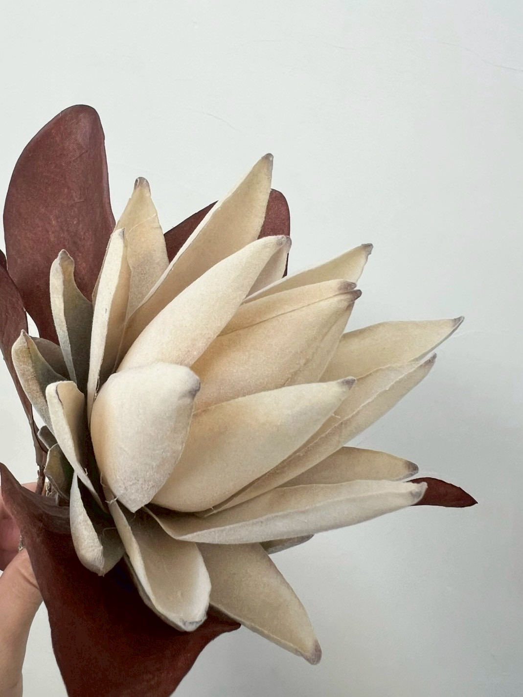 大人っぽプロテア