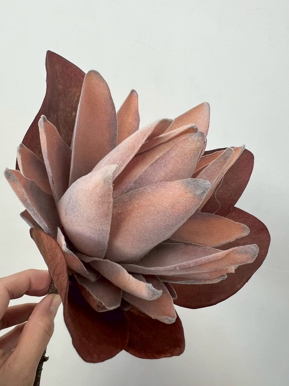 大人っぽプロテア