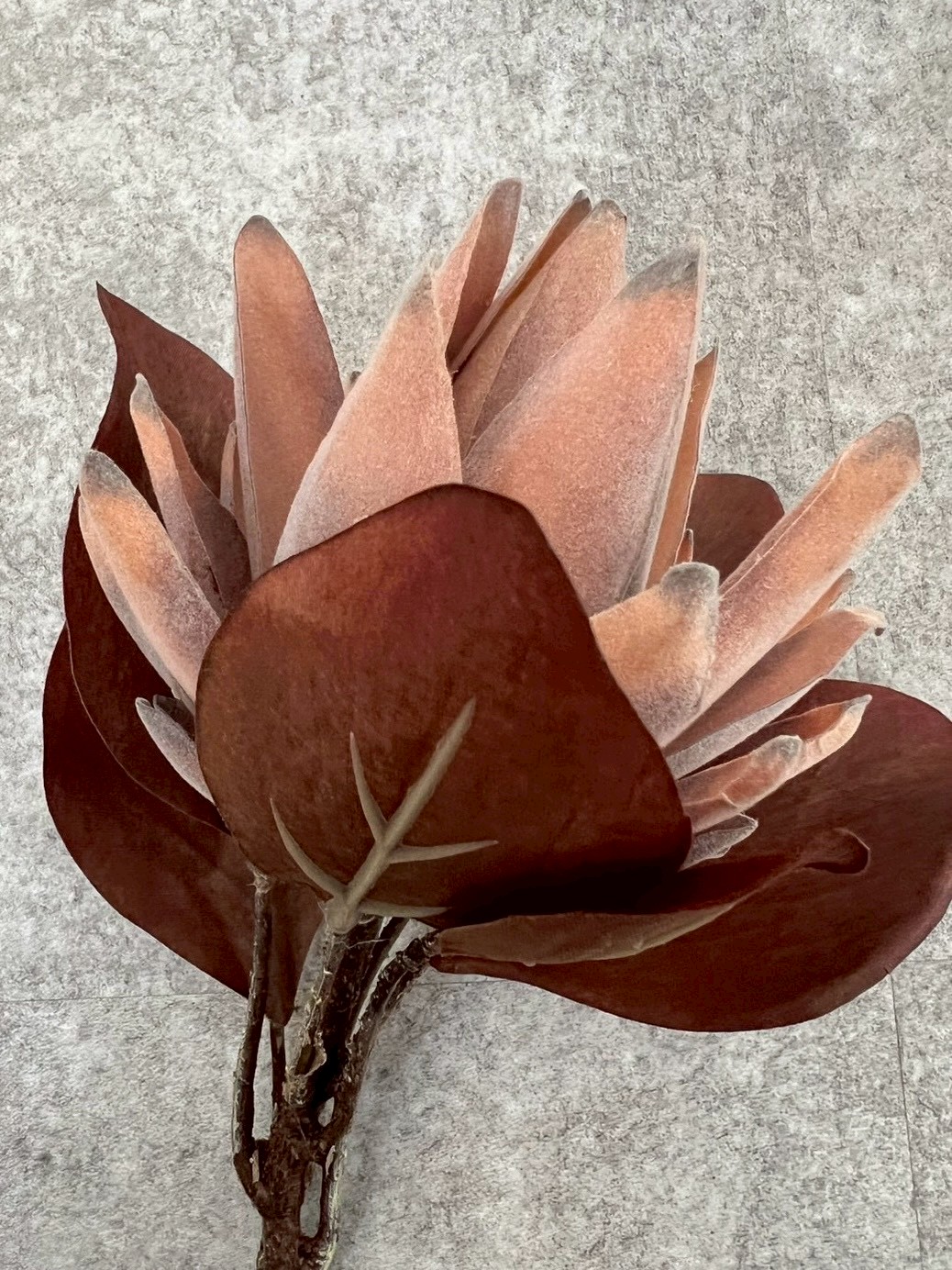 大人っぽプロテア