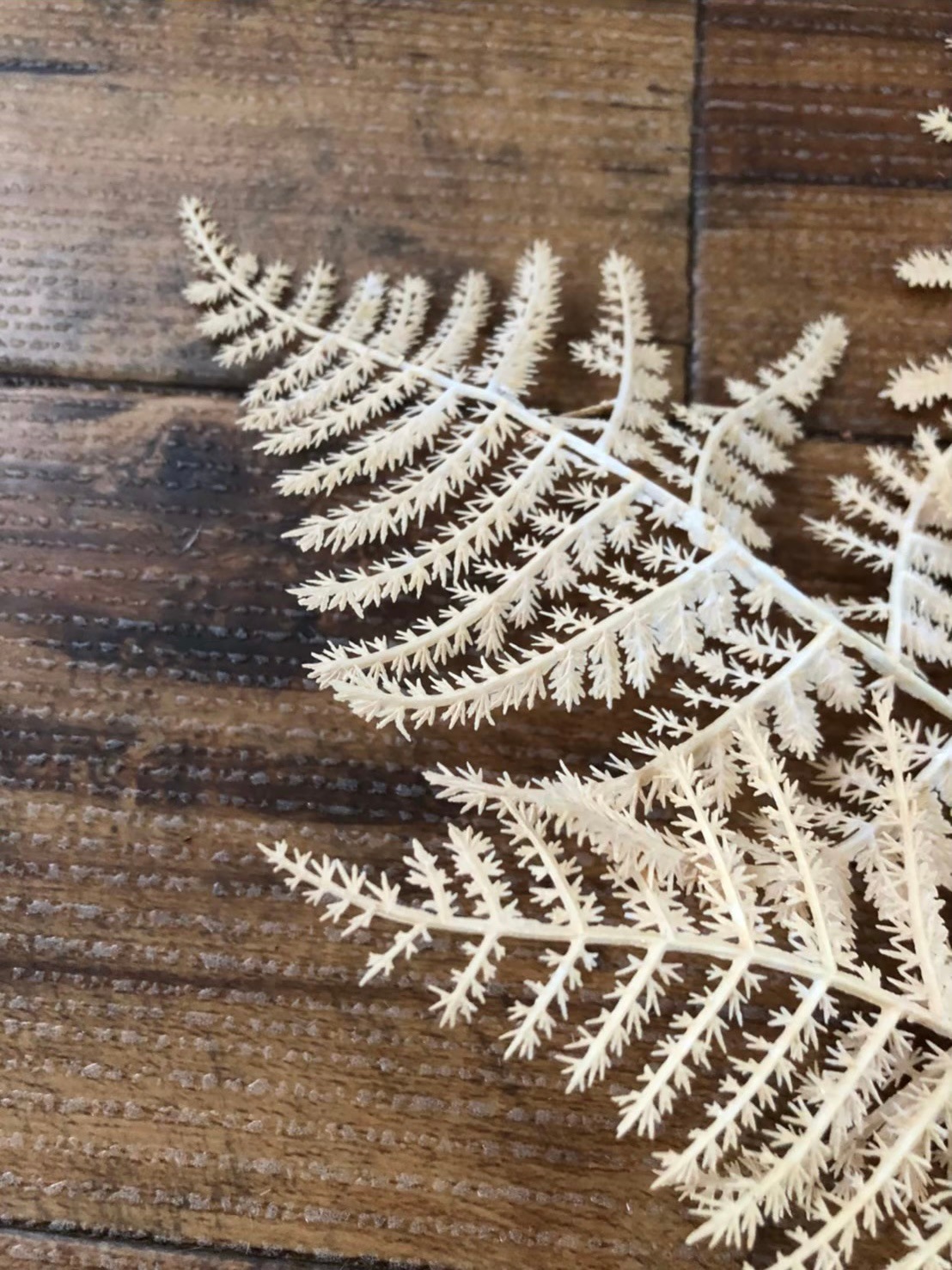 ベージュ色のアスパラガスの葉っぱ