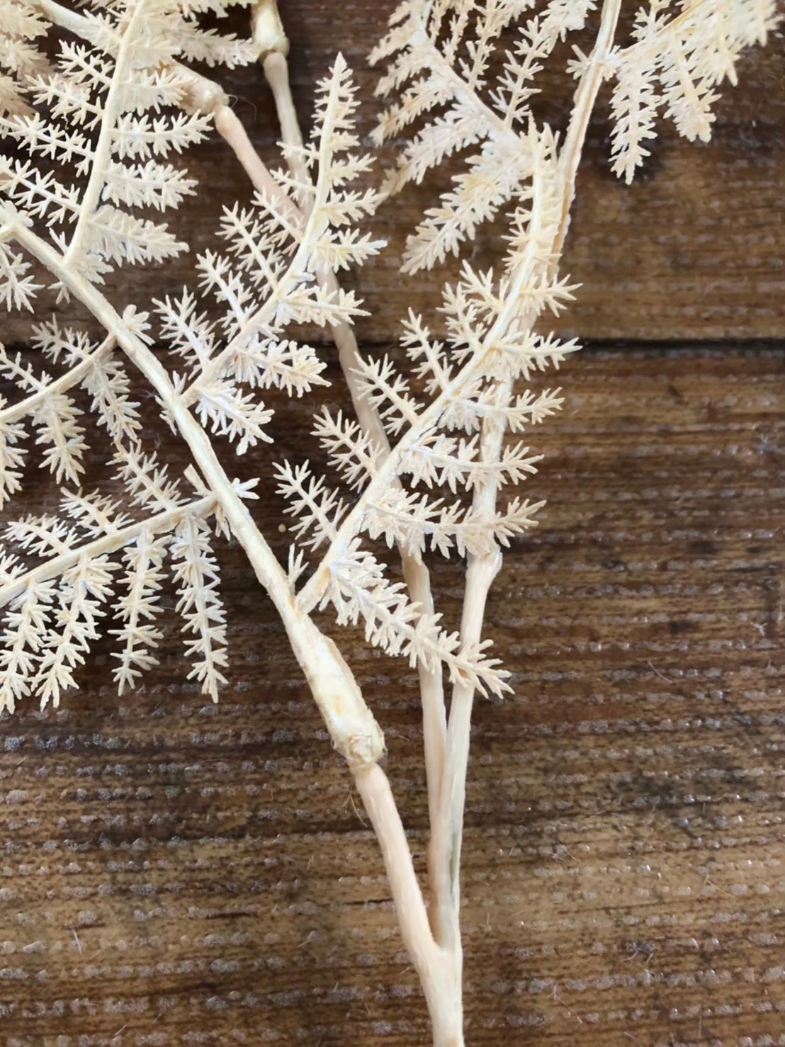 ベージュ色のアスパラガスの葉っぱ