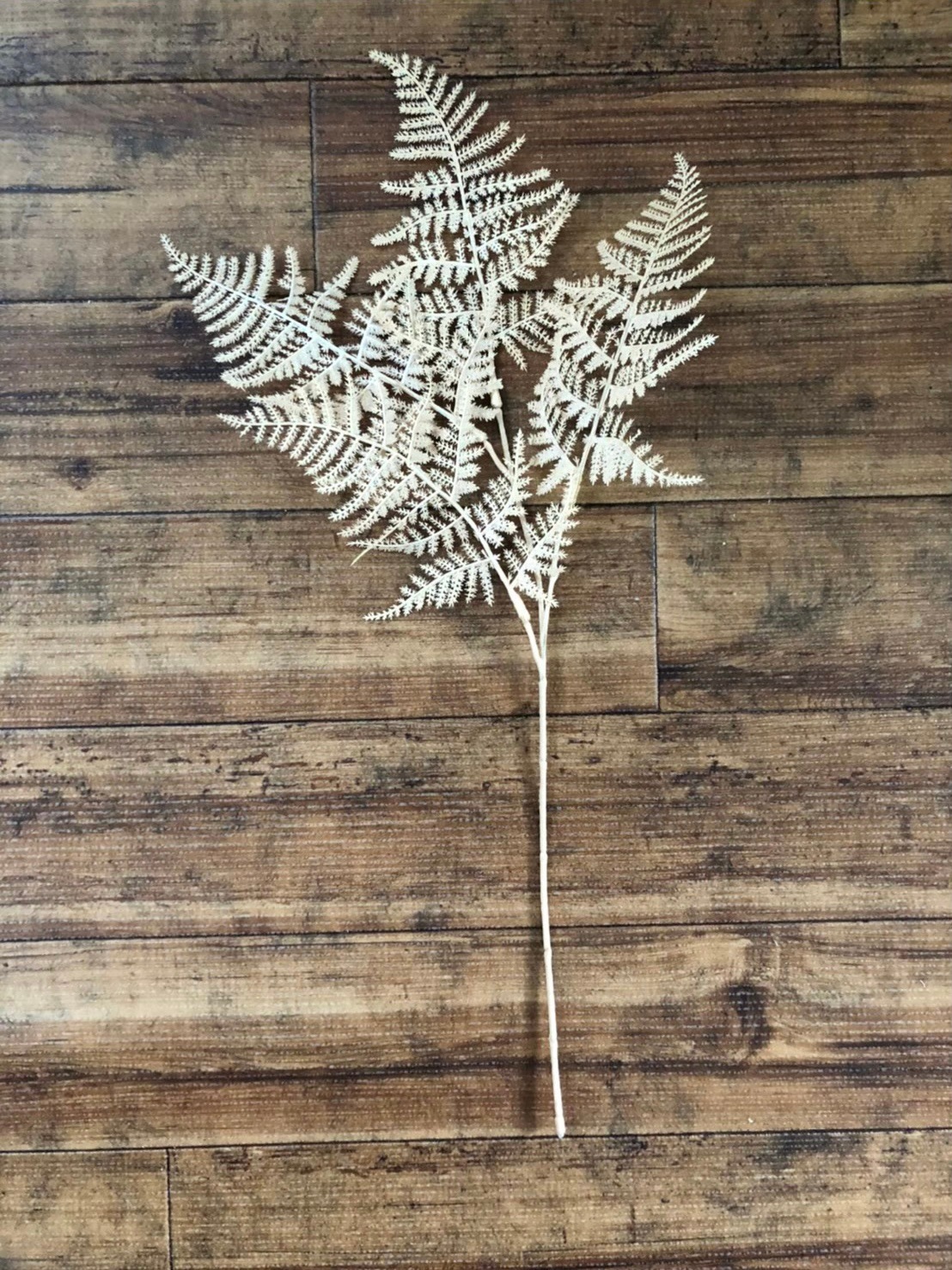 ベージュ色のアスパラガスの葉っぱ