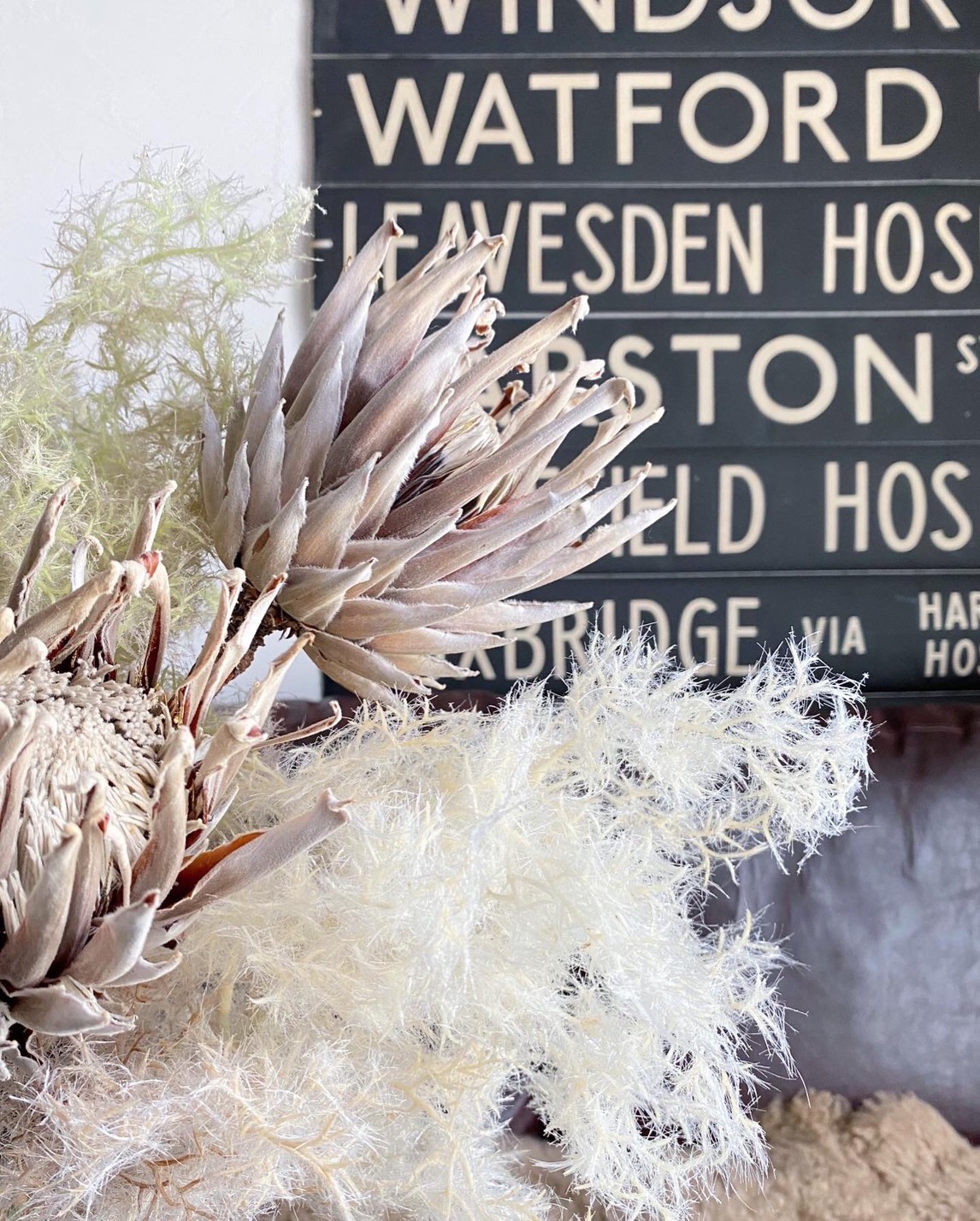 もふもふスモークツリー