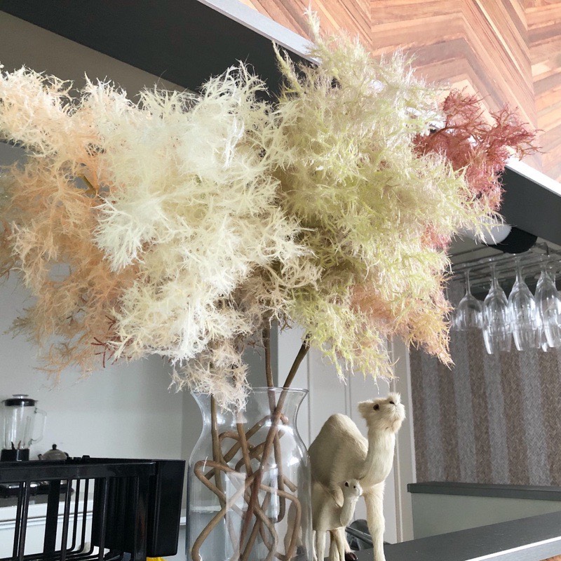 もふもふスモークツリー