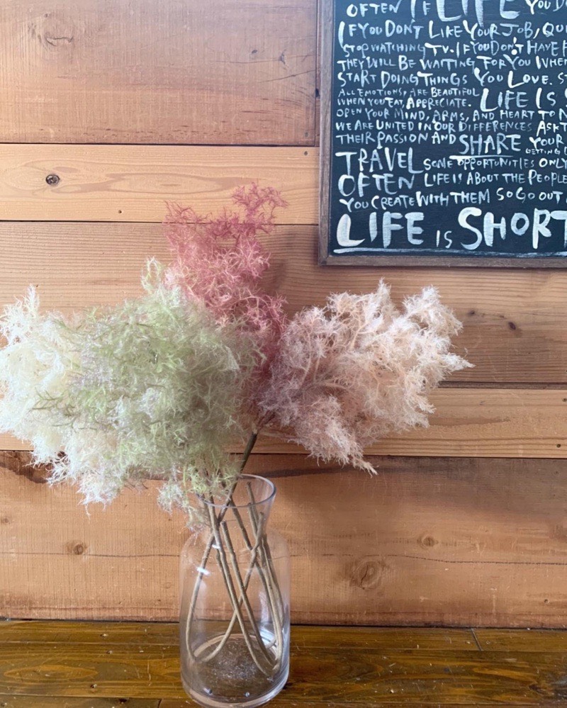 もふもふスモークツリー