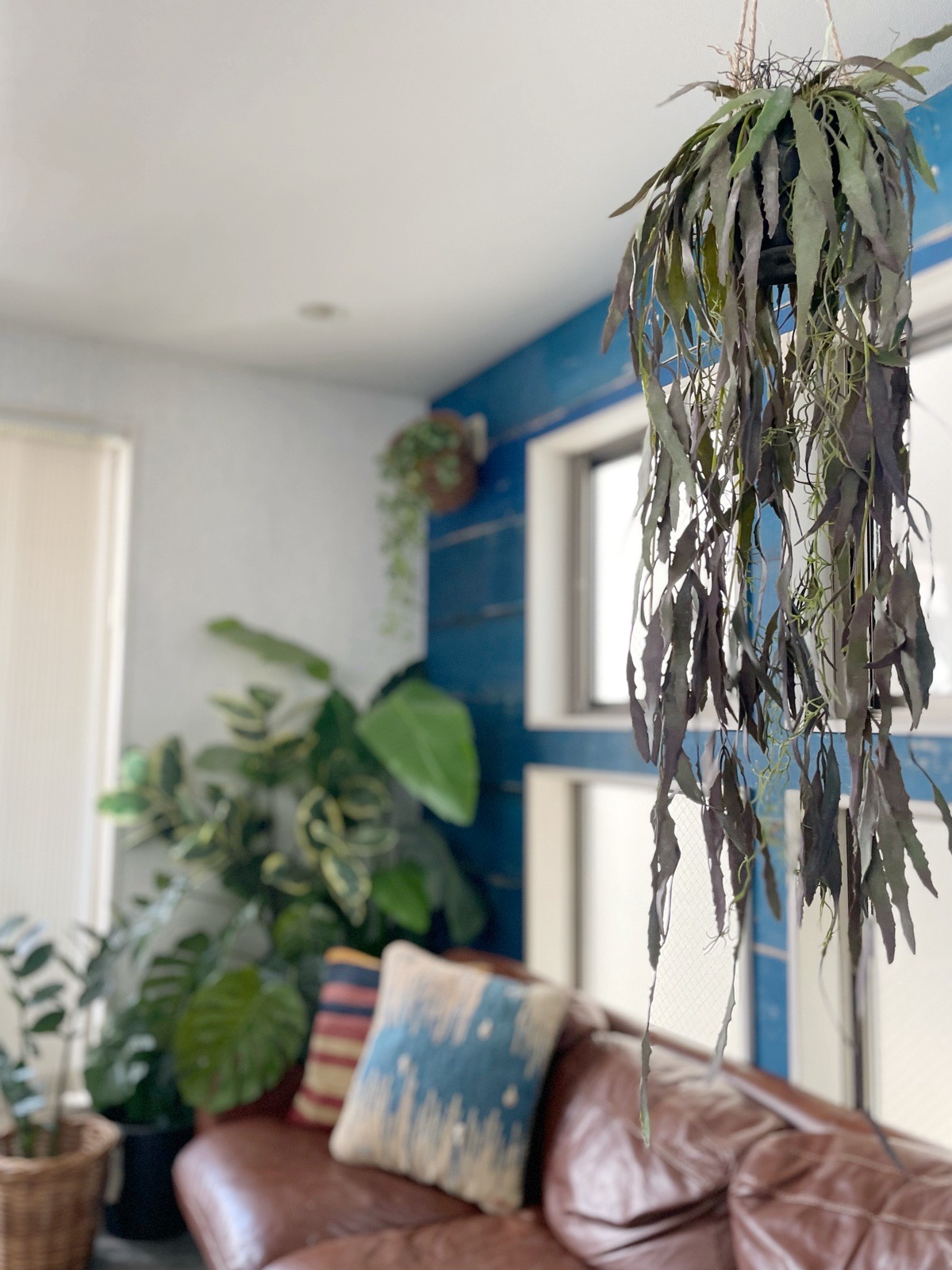 ぶらぶらモシャモシャリプサリス