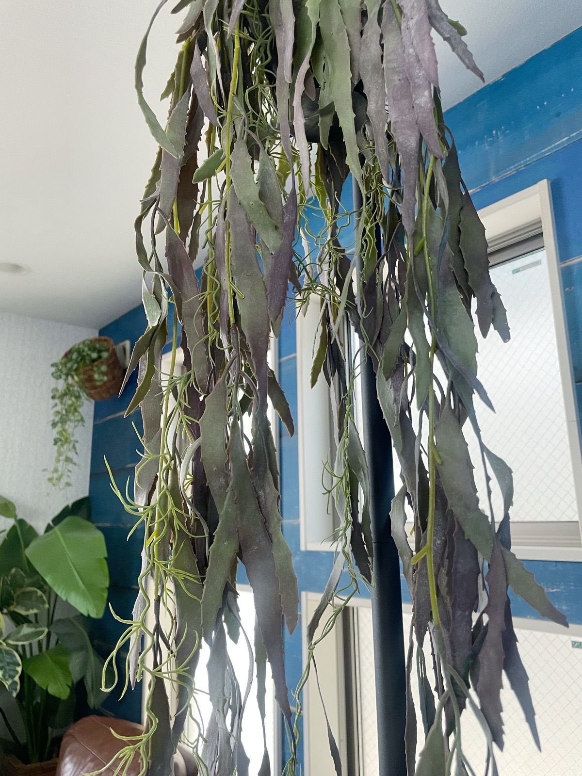 ぶらぶらモシャモシャリプサリス