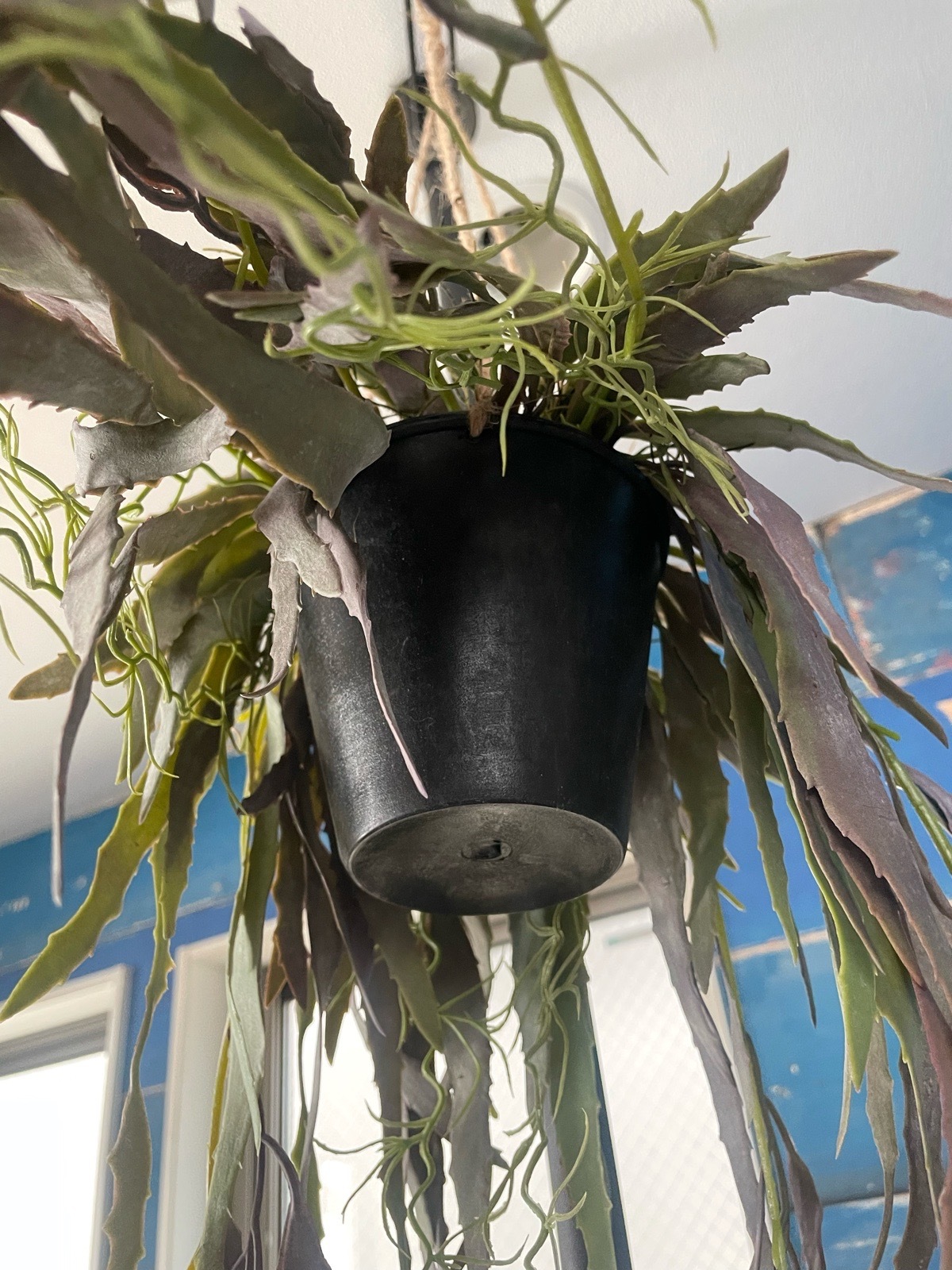 ぶらぶらモシャモシャリプサリス