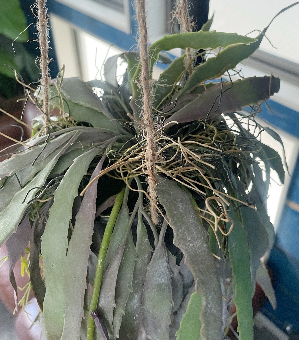 ぶらぶらモシャモシャリプサリス