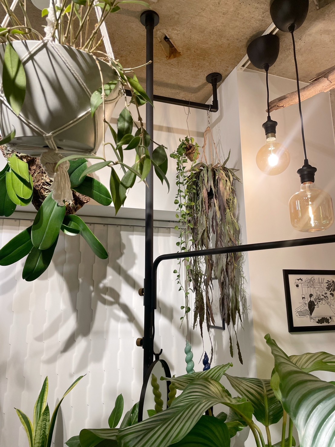 ぶらぶらモシャモシャリプサリス