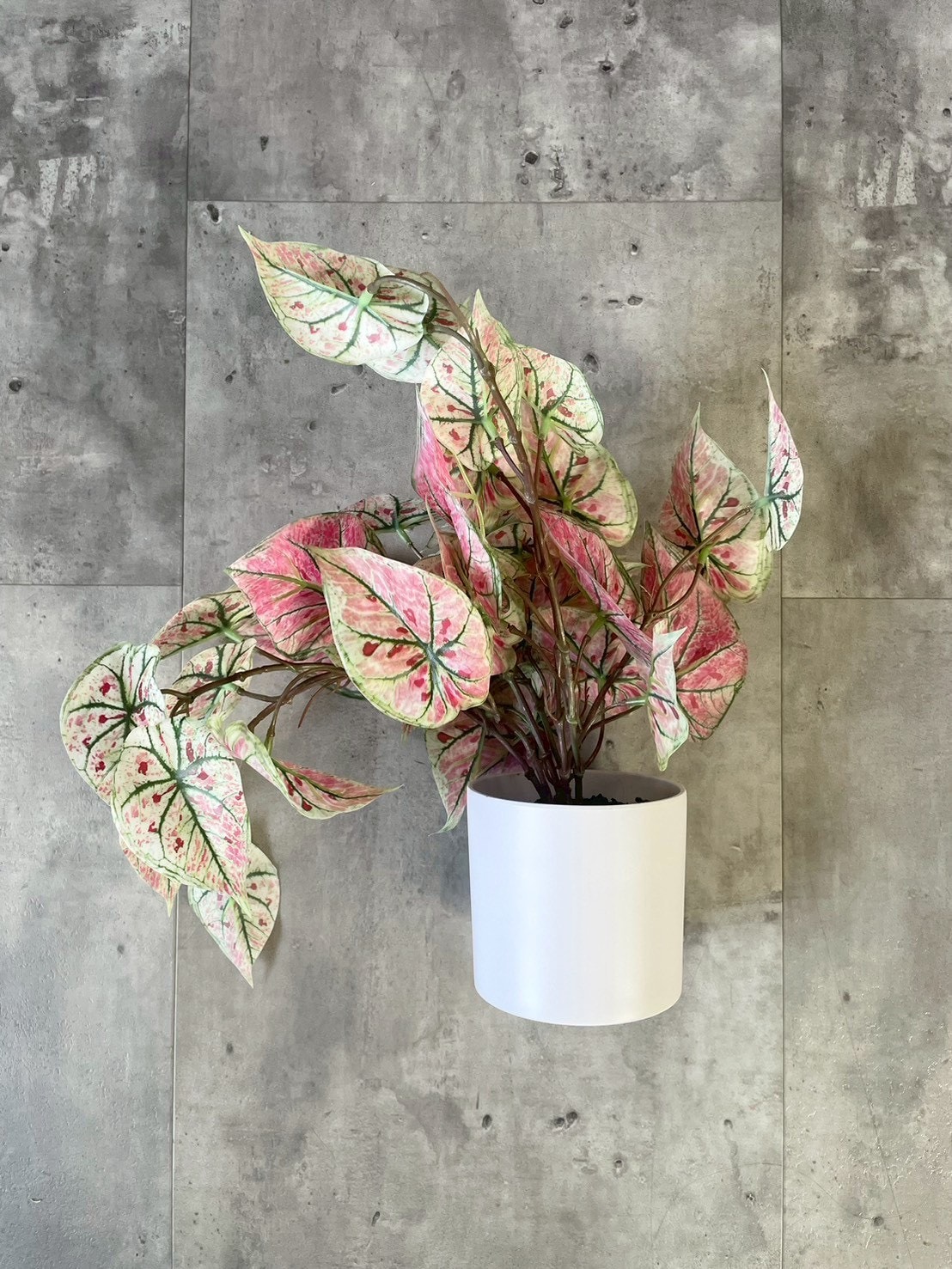 ピンクなトロピカルカラジューム